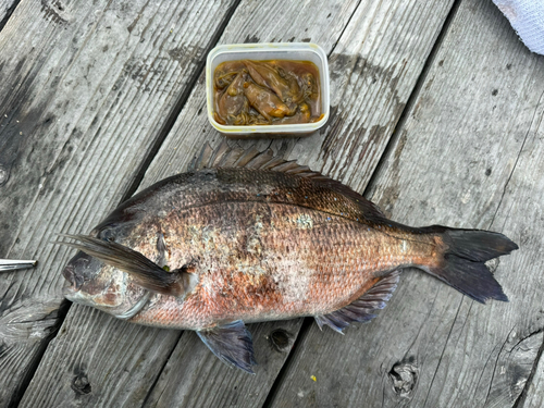 マダイの釣果