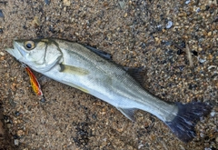 セイゴ（マルスズキ）の釣果