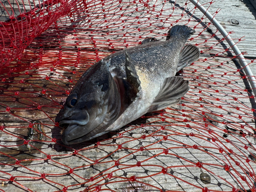 クロソイの釣果