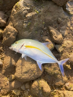 カスミアジの釣果