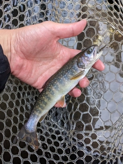 イワナの釣果