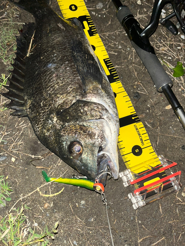 クロダイの釣果