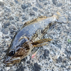 タケノコメバルの釣果