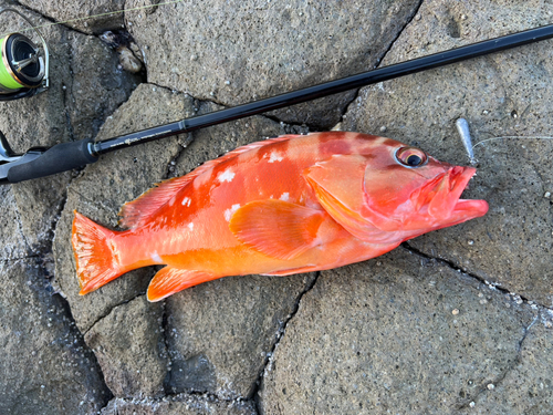 アカハタの釣果