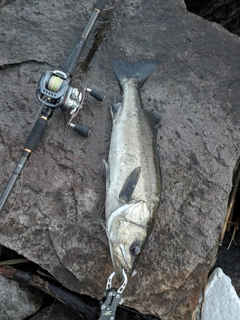 セイゴ（マルスズキ）の釣果