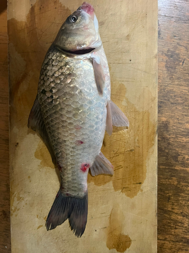 フナの釣果