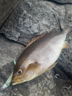 イサキの釣果