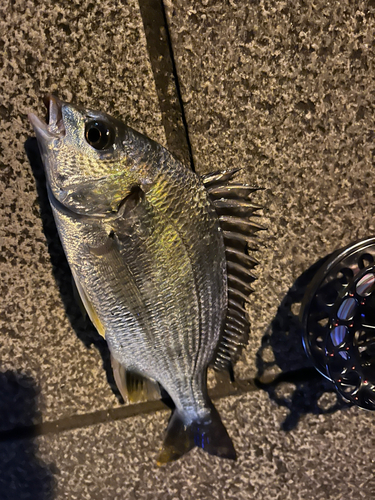 キビレの釣果