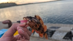 ヨロイメバルの釣果