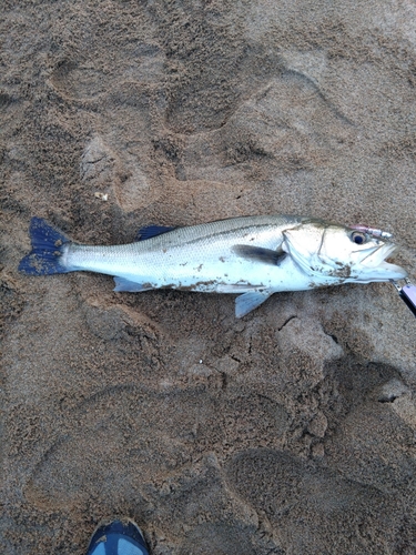 スズキの釣果