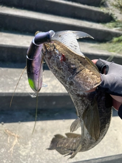 ライギョの釣果