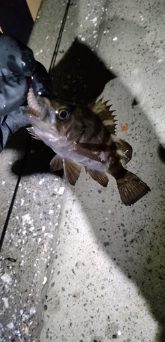 シロメバルの釣果