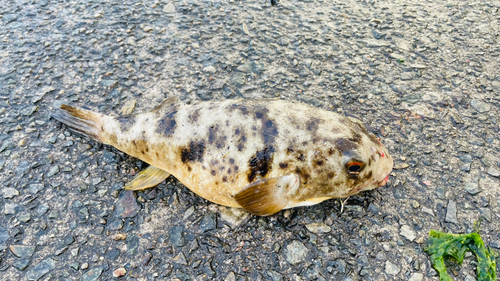 アカメフグの釣果