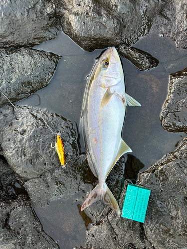 ショゴの釣果