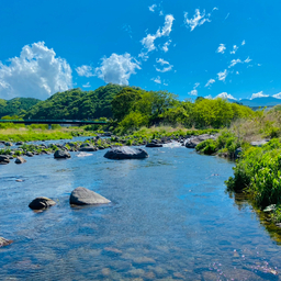 イワナ