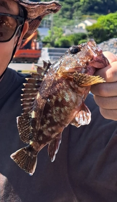 カサゴの釣果