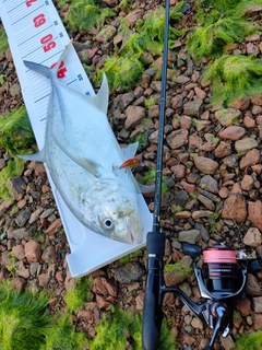 オニヒラアジの釣果