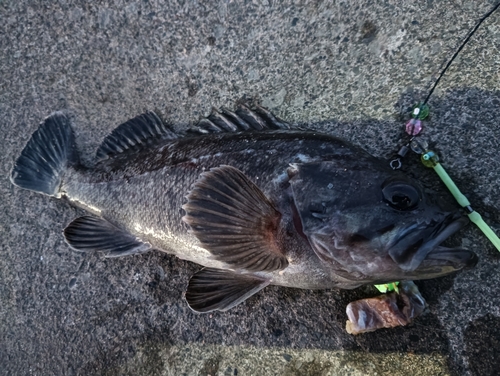 クロソイの釣果