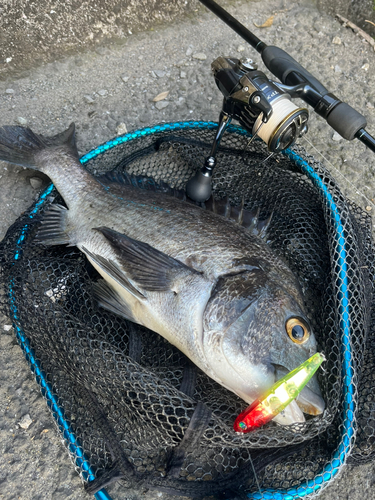 チヌの釣果