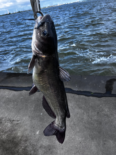 アメリカナマズの釣果