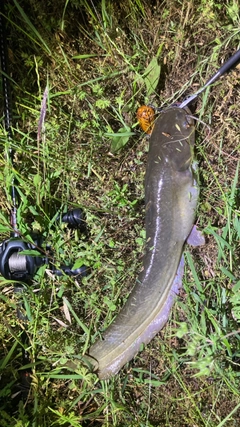 マナマズの釣果