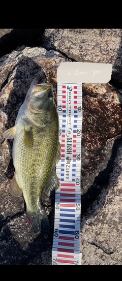 ブラックバスの釣果