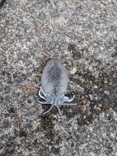 シリヤケイカの釣果