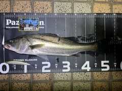 スズキの釣果