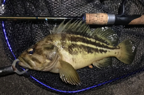 シマソイの釣果