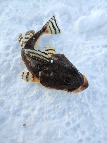 カジカの釣果