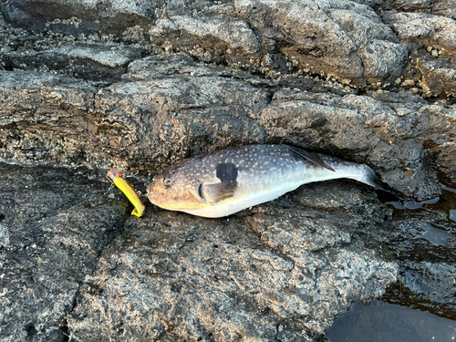 クサフグの釣果