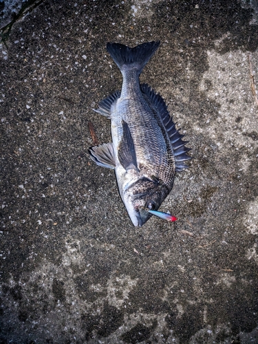 クロダイの釣果