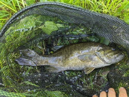 スモールマウスバスの釣果