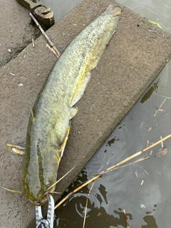 ナマズの釣果