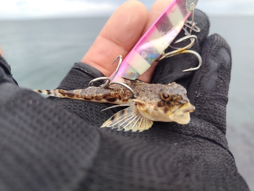 カジカの釣果