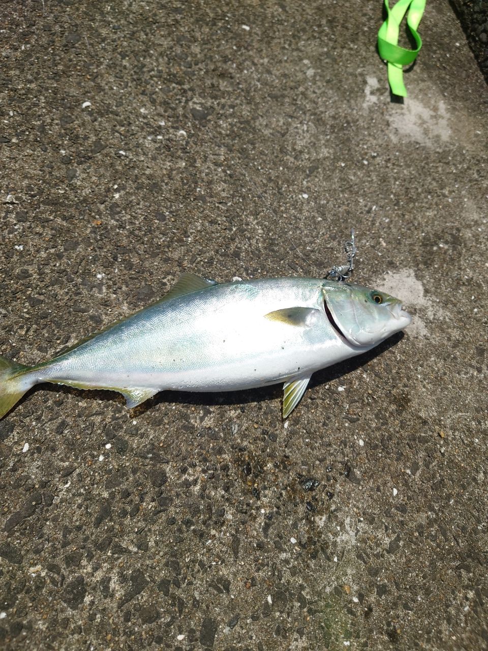 ヒラマサ