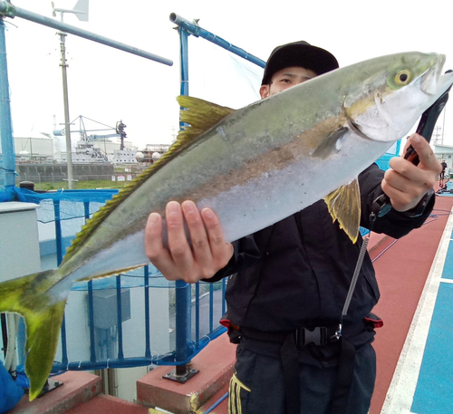 ヒラマサの釣果