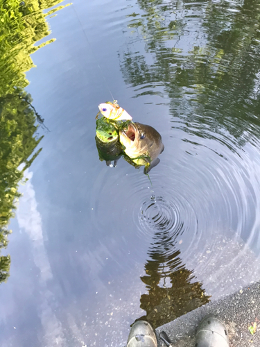 ブラックバスの釣果