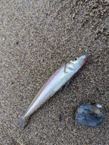 キスの釣果