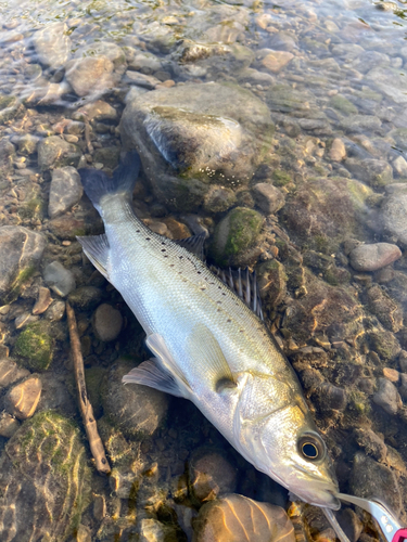 スズキの釣果