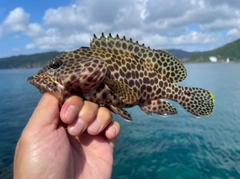 カンモンハタの釣果