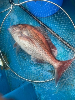 マダイの釣果