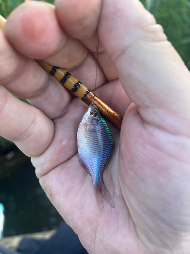 タナゴの釣果