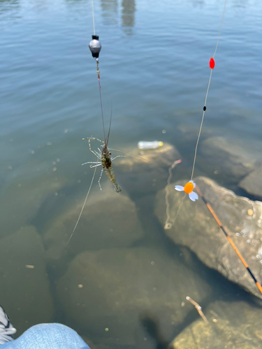 テナガエビの釣果