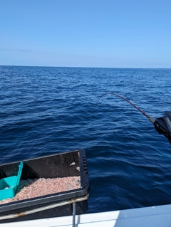 アカイサキの釣果