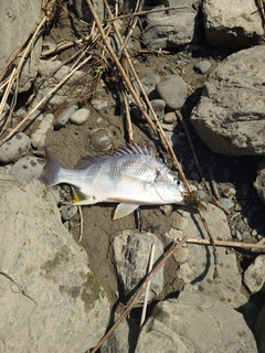 キビレの釣果