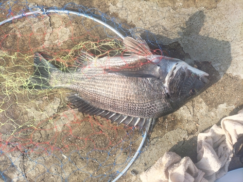 チヌの釣果