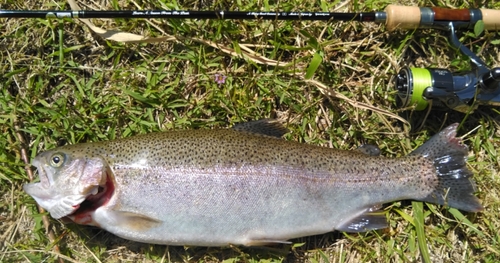 ニジマスの釣果