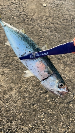 サバの釣果