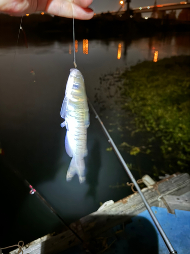 アメリカナマズの釣果